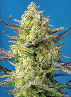 картинка Sweet Cheese XL Auto от магазина Semki