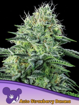 картинка Auto Strawberry Banana от магазина Semki