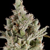 картинка Sweet Madness Auto от магазина Semki